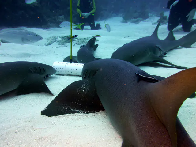 Underwater photograph by Joel Bergsma