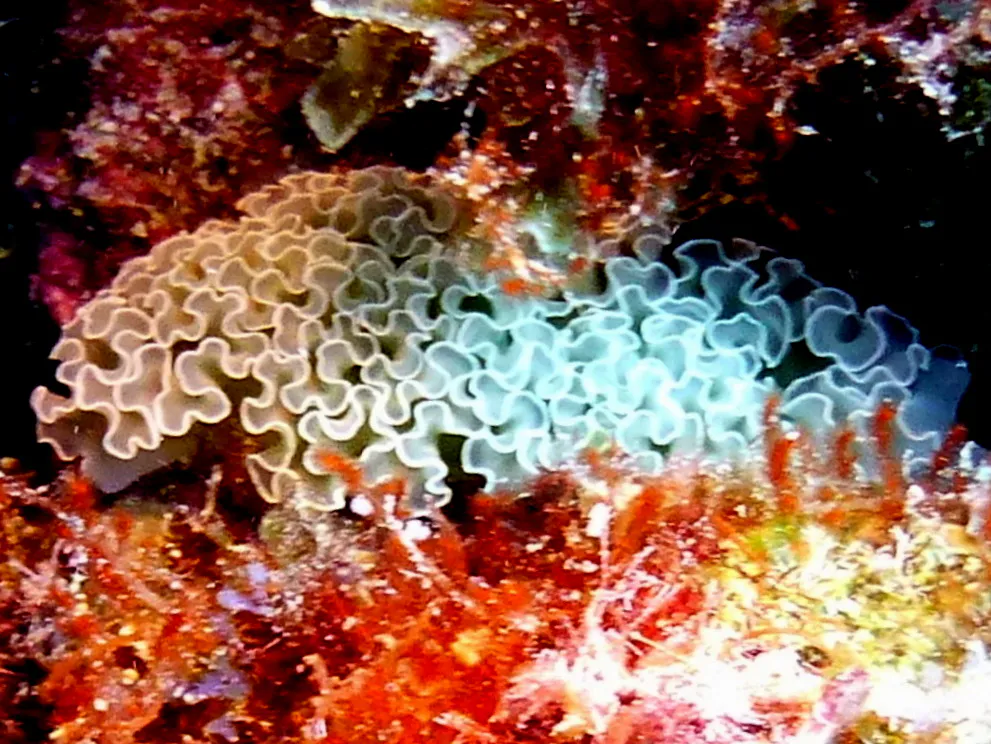 Lettuce Sea Slug, Bonaire, 2013