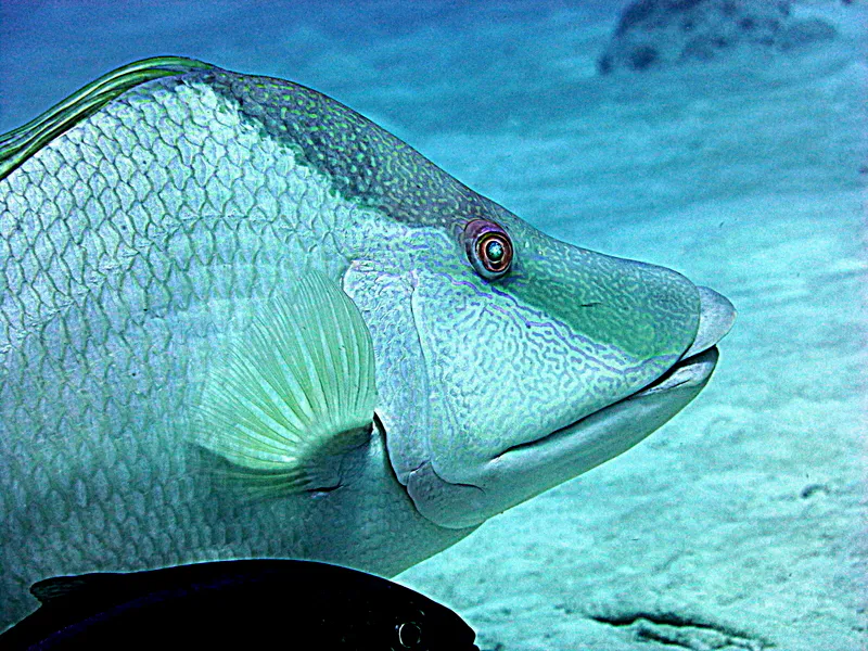 Hogfish, Cayman Islands, 2014