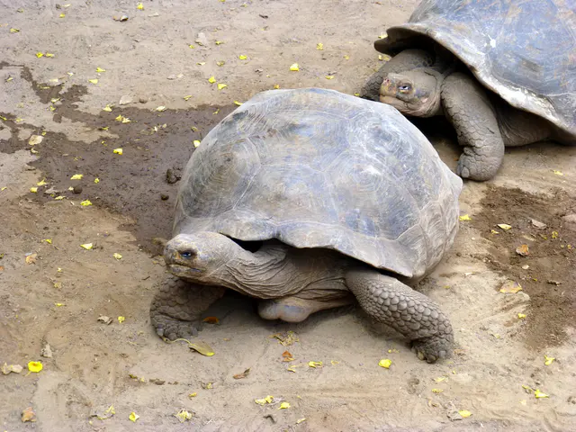 Juvenile Giant Tortoises