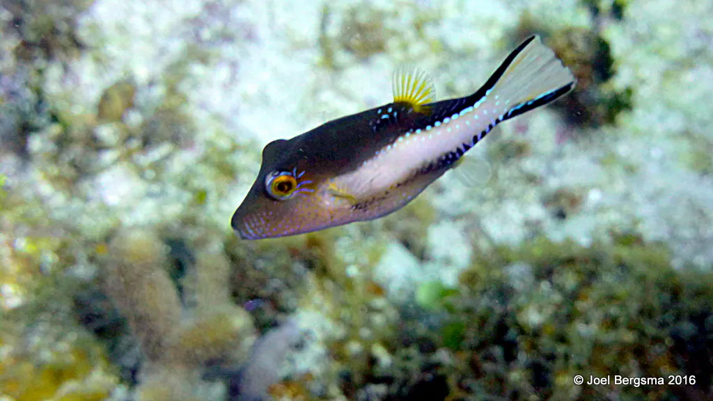 Underwater photograph by Joel Bergsma