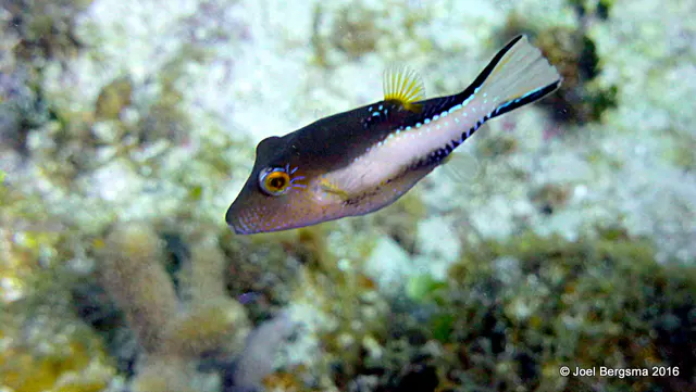 Underwater photograph by Joel Bergsma