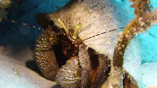 Caribbean Hermit Crab