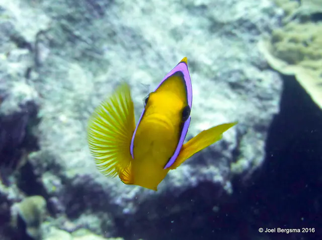 Underwater photograph by Joel Bergsma