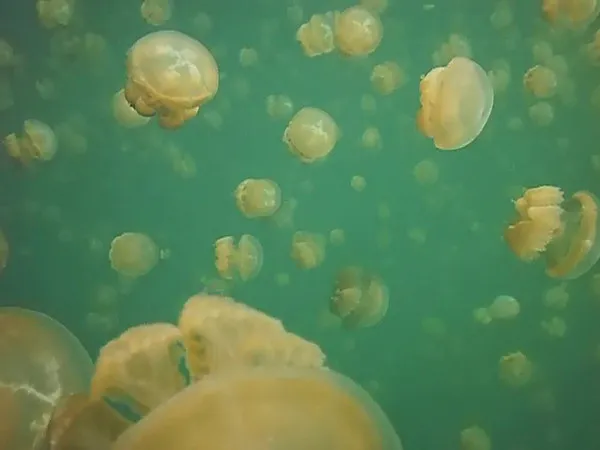 Underwater photograph by Joel Bergsma