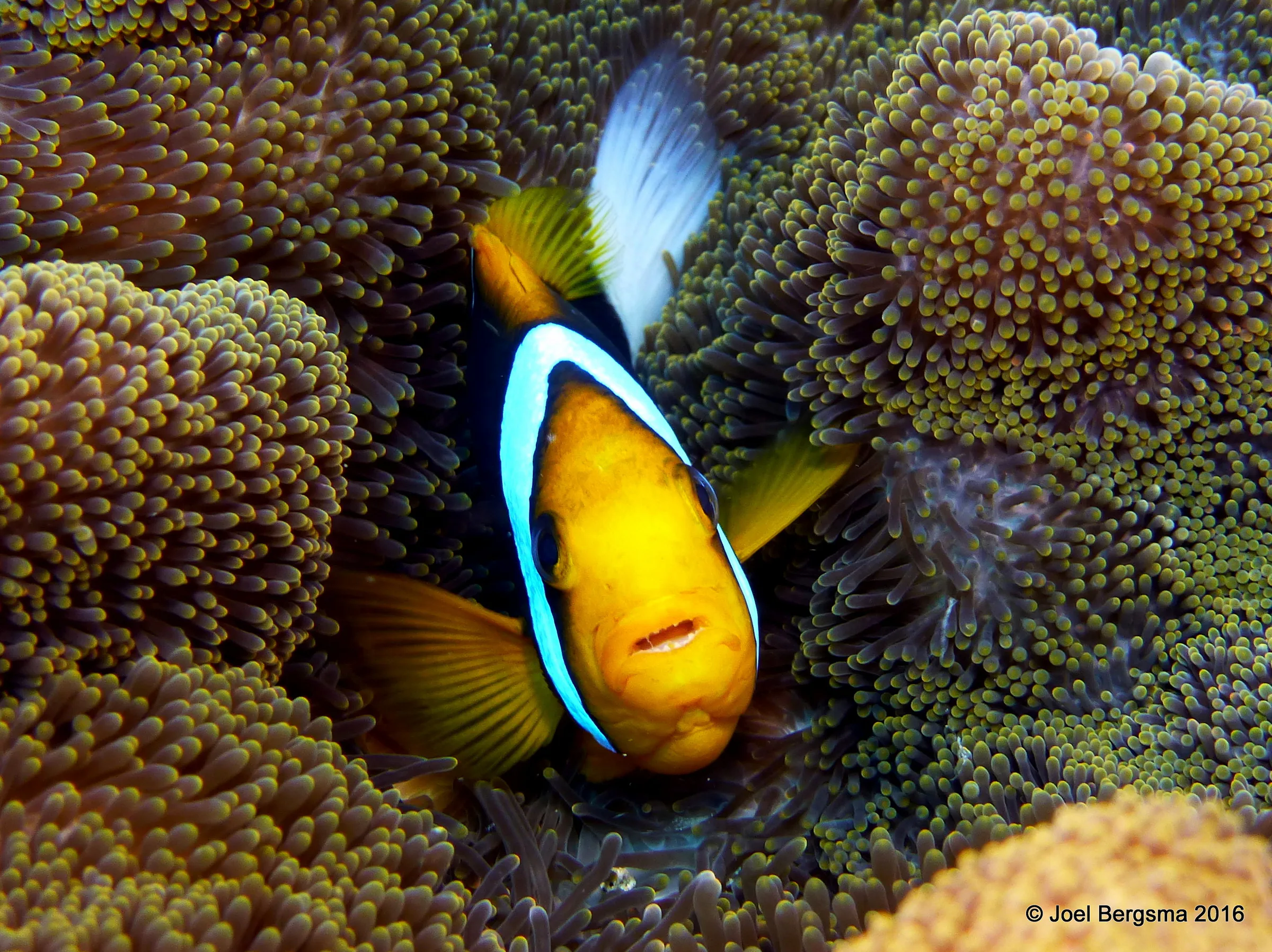 Palau underwater photograph, 2016
