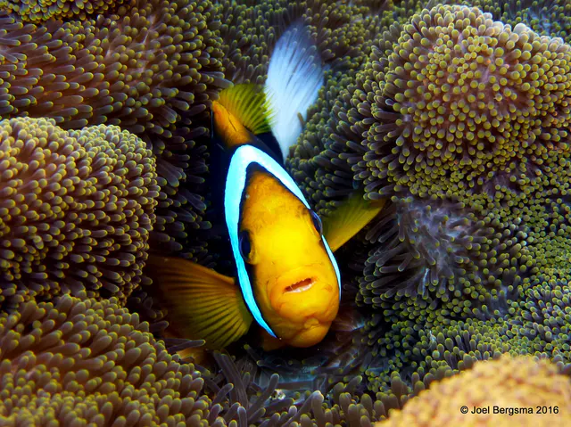 Underwater photograph by Joel Bergsma