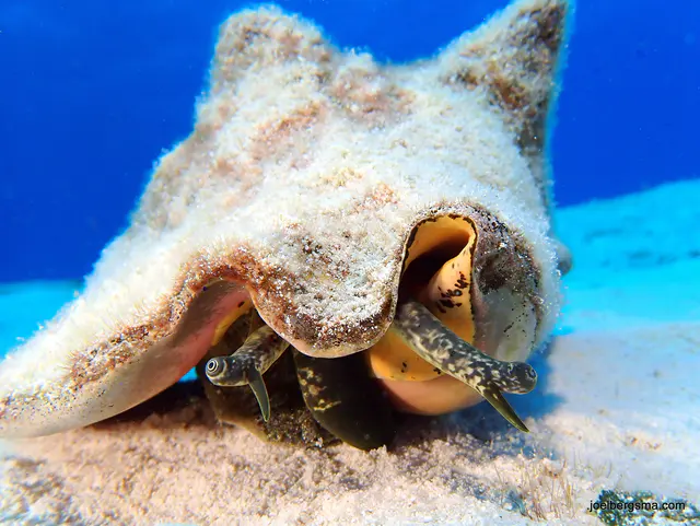 Underwater photograph by Joel Bergsma