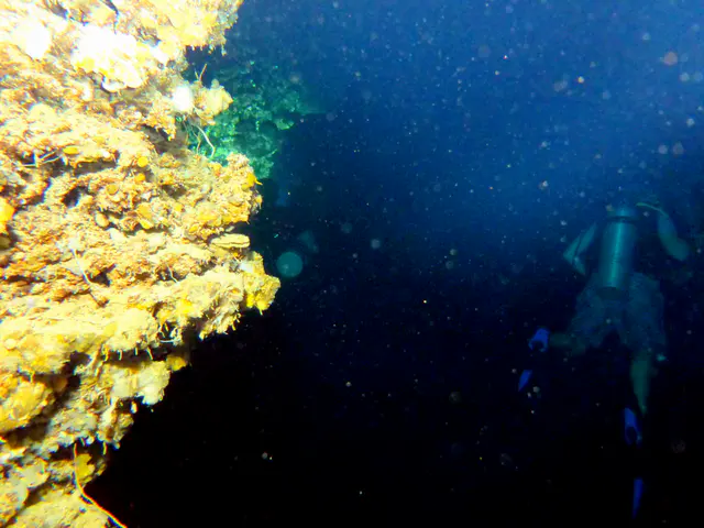 Underwater photograph by Joel Bergsma