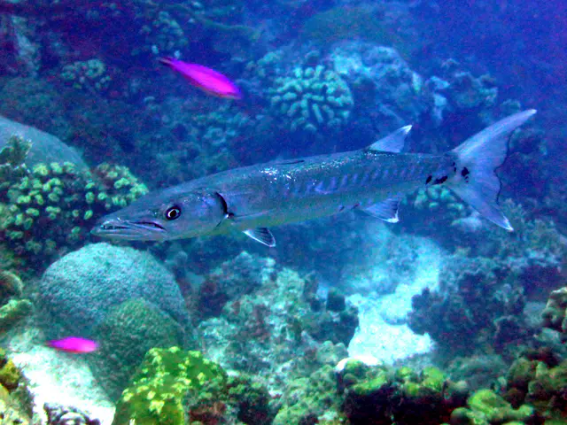 Underwater photograph by Joel Bergsma