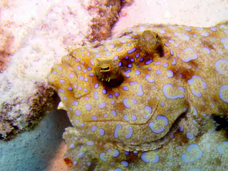 Underwater photograph by Joel Bergsma