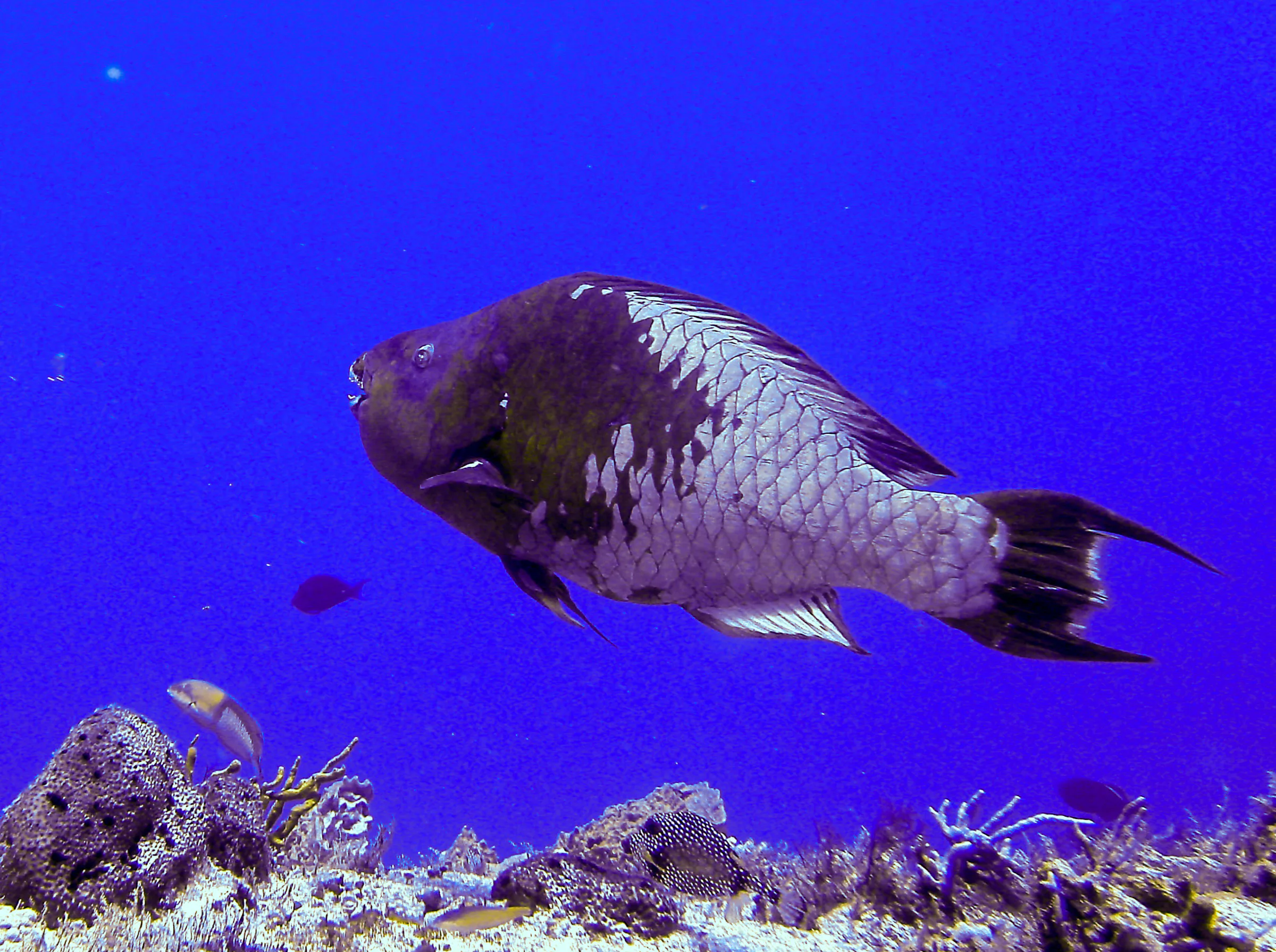 Rainbow Parrotfish & Smooth Trunkfish