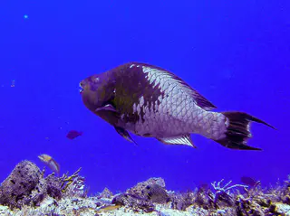 Rainbow Parrotfish & Smooth Trunkfish