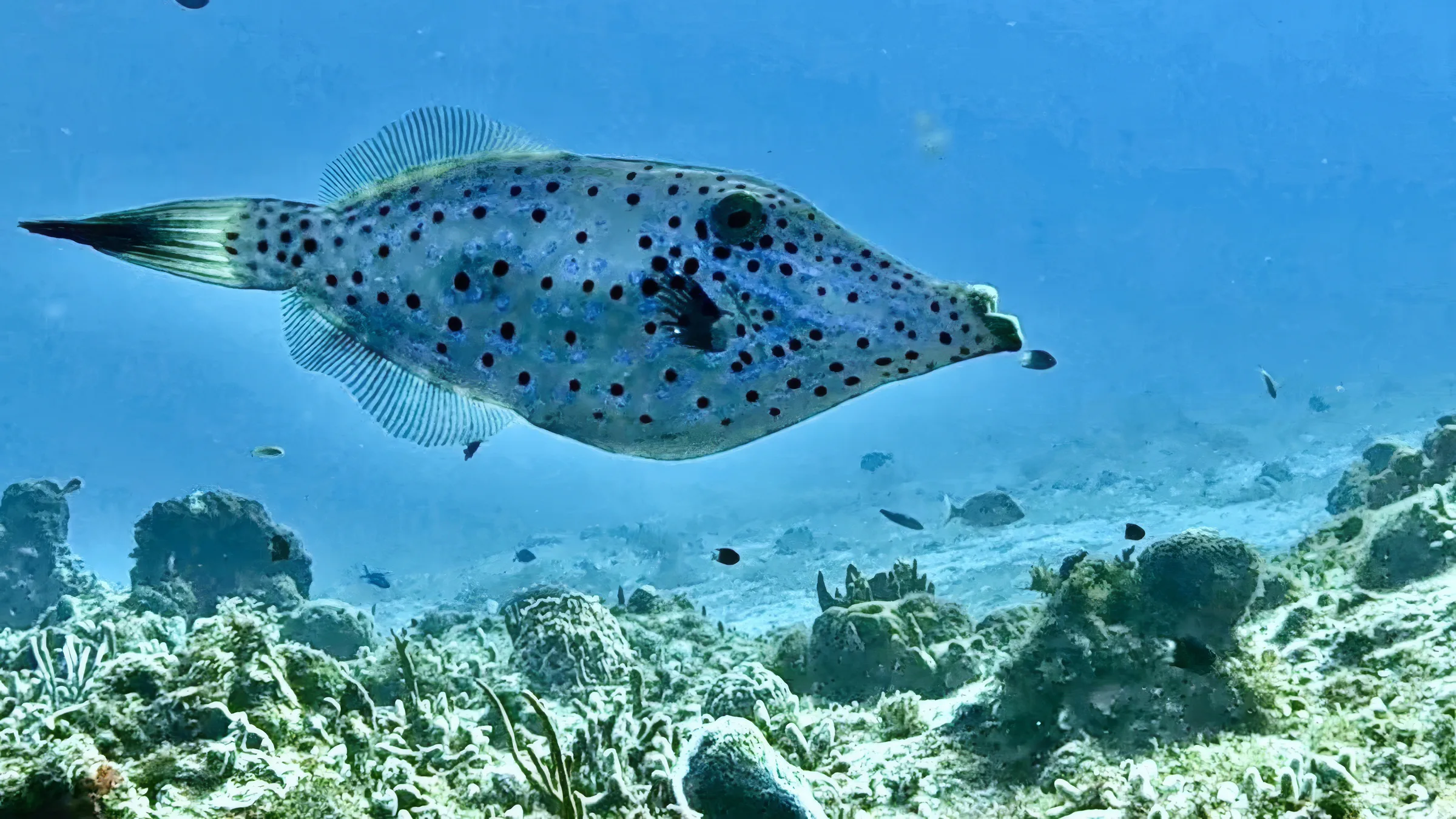 Cozumel underwater photograph, 2025