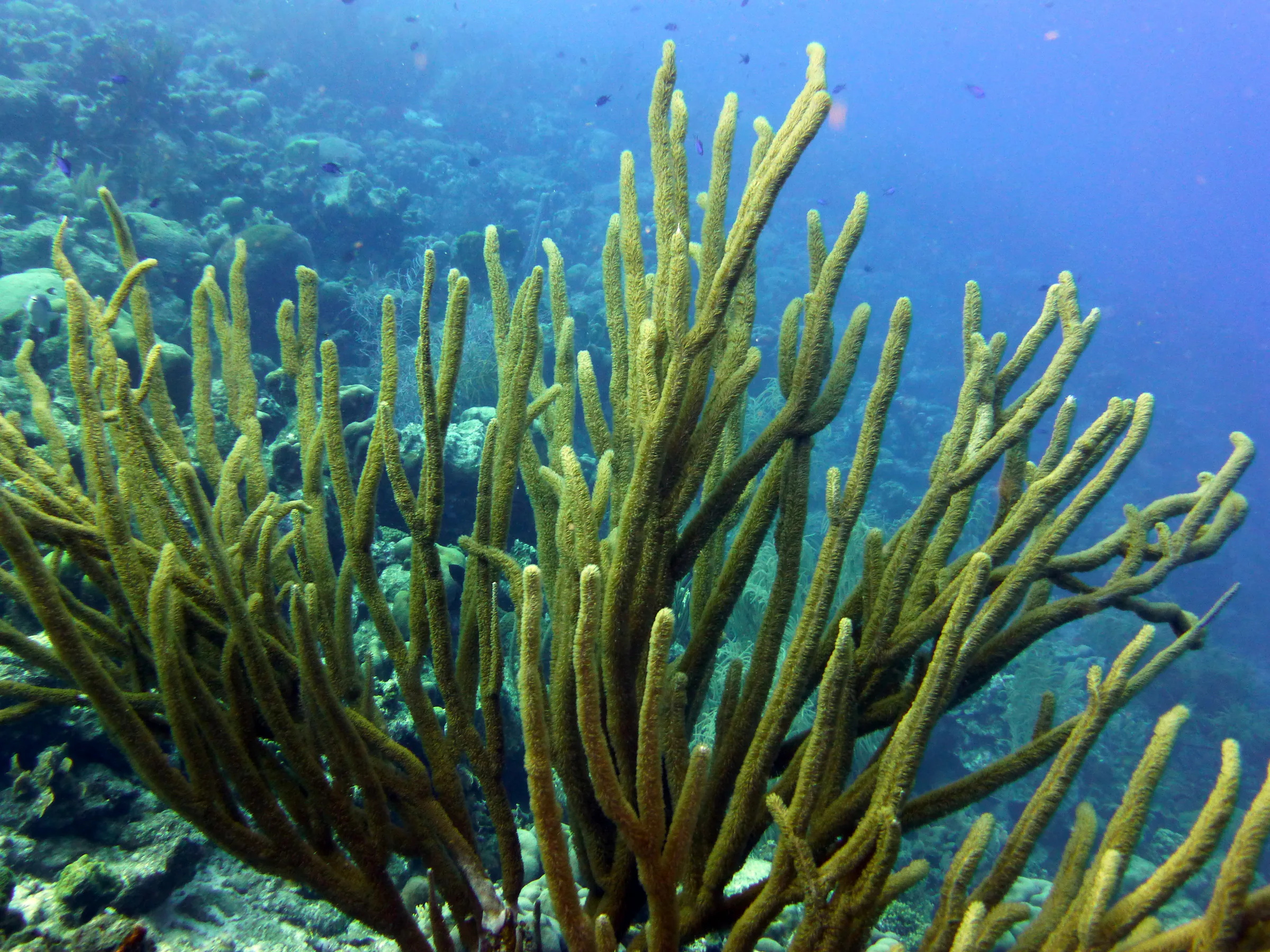 Bonaire underwater photograph, 2013