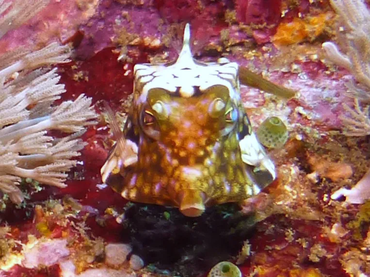 Cowfish.  "A sharp spine over each eye ... provides the common name cowfishes [to this species of boxfish]."  Gerald Allen, et al, Reef Fish Identification - Tropical Pacific (2003), pages 390, 393.