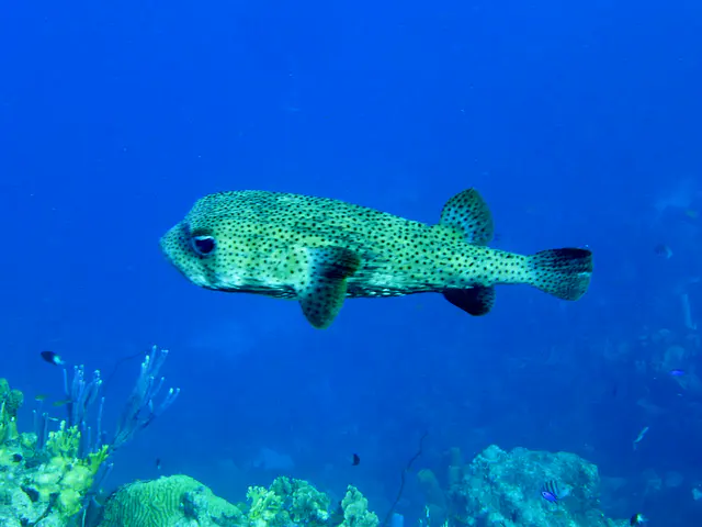 Underwater photograph by Joel Bergsma