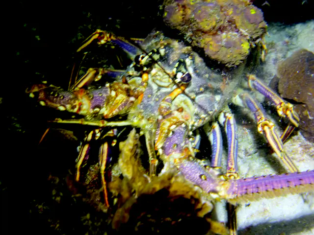 Underwater photograph by Joel Bergsma