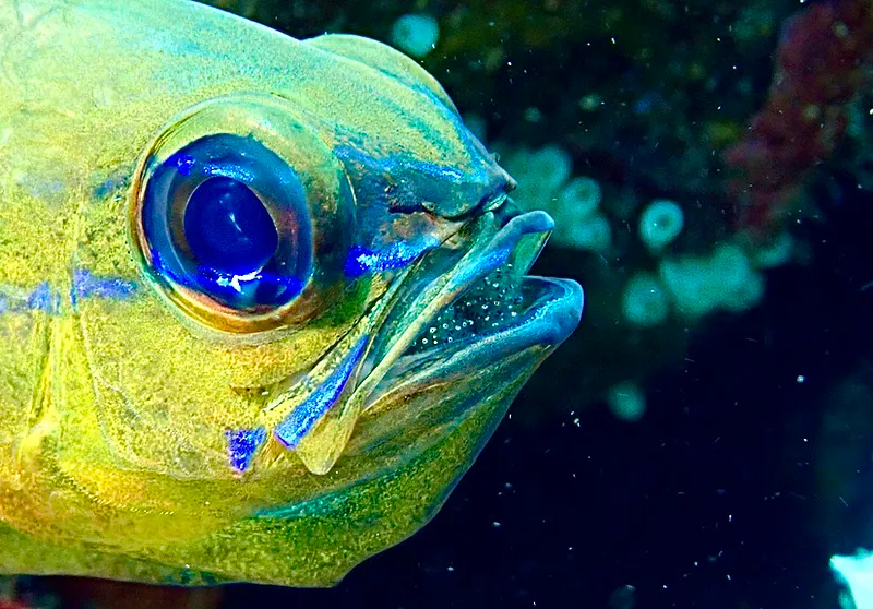 Philippines underwater photograph, 2026