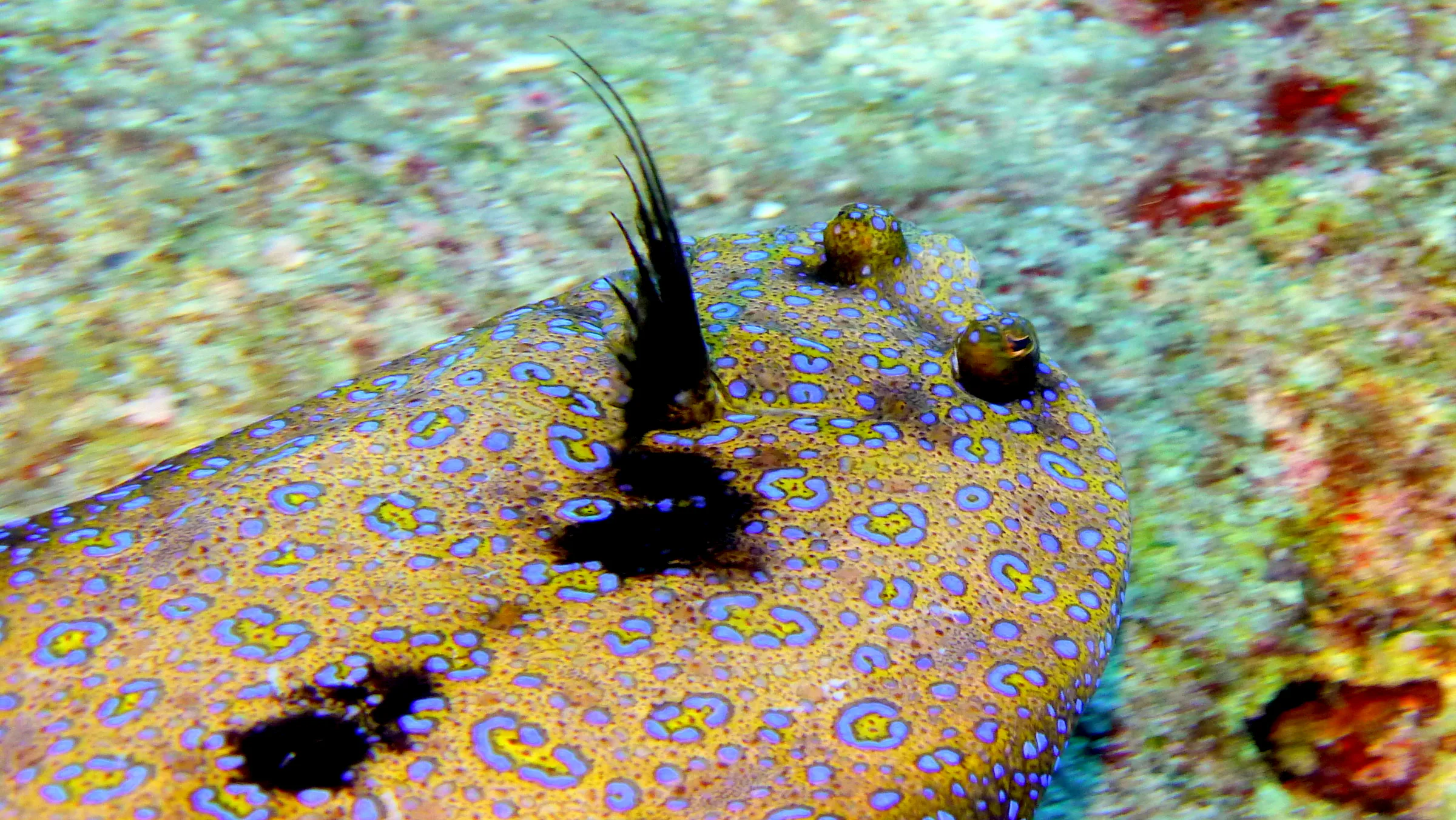 Peacock Flounder, Palau, 2016