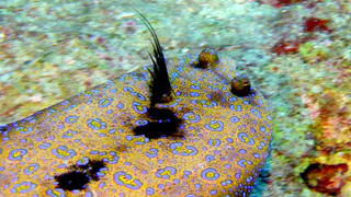Underwater photograph by Joel Bergsma