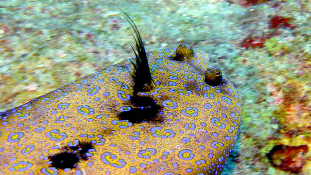 Underwater photograph by Joel Bergsma