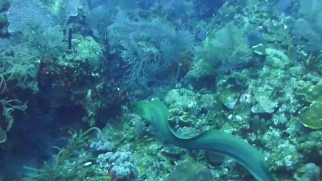 Green Moray Eel.