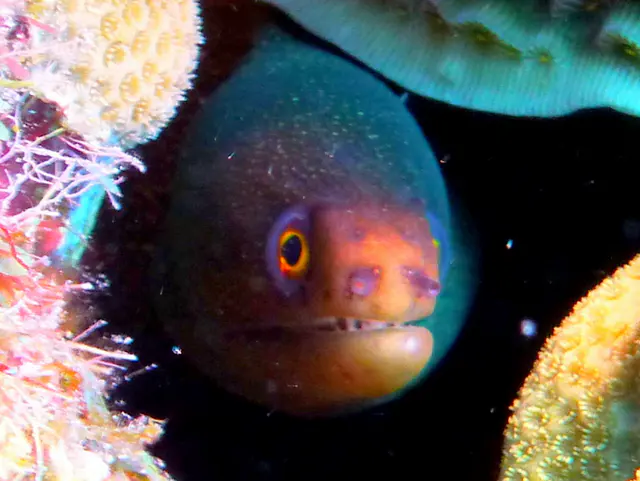 Underwater photograph by Joel Bergsma