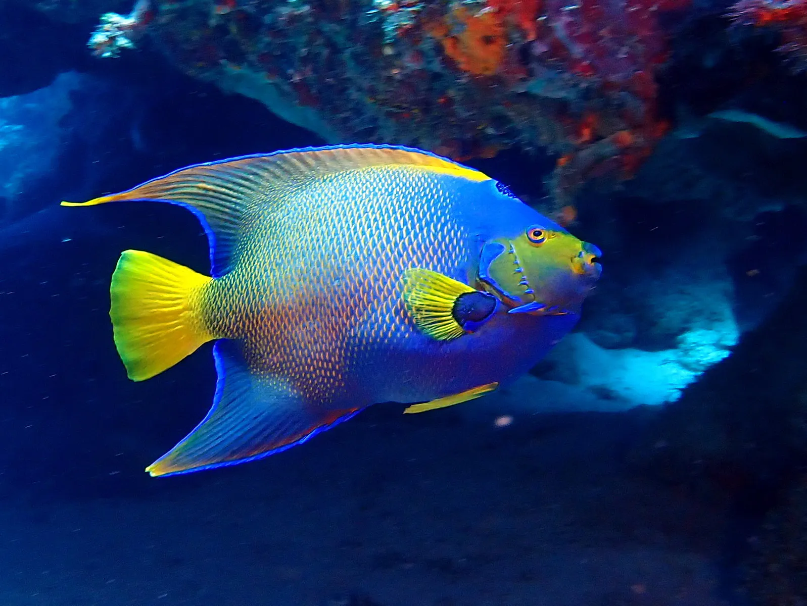 Cozumel underwater photograph, 2023