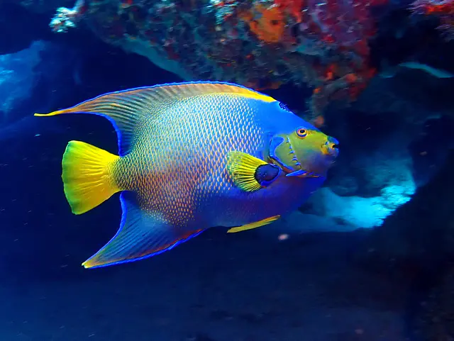 Underwater photograph by Joel Bergsma