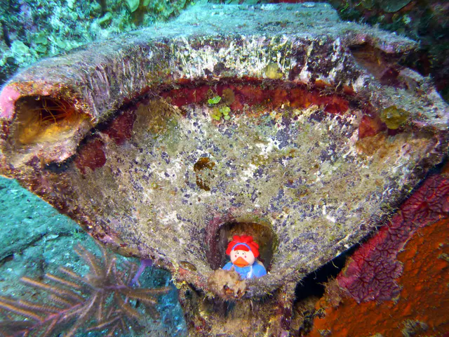Underwater photograph by Joel Bergsma