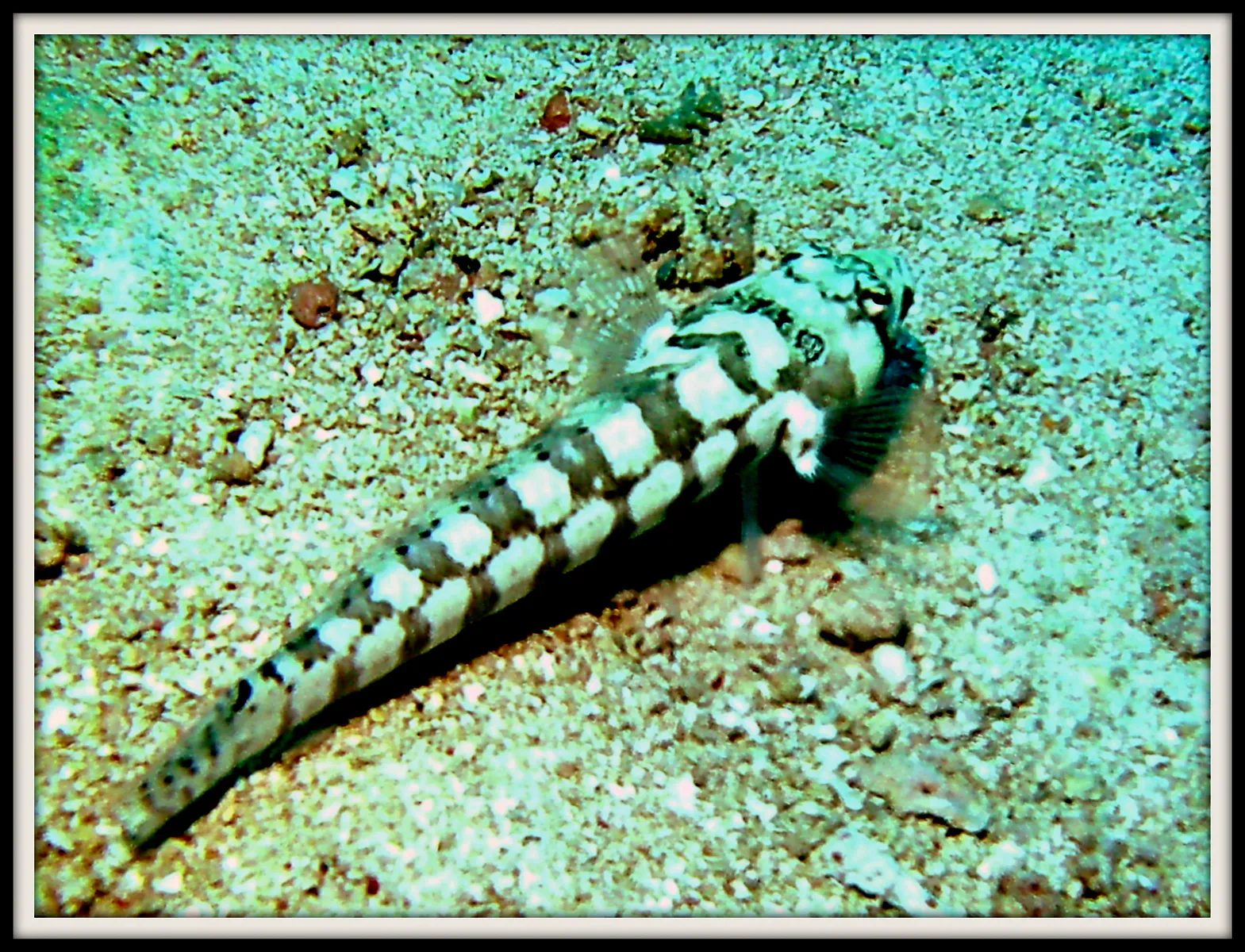Clearfin Lizardfish. See Gerald Allen, et al, Reef Fish Identification - Tropical Pacific (2003) at page 296.