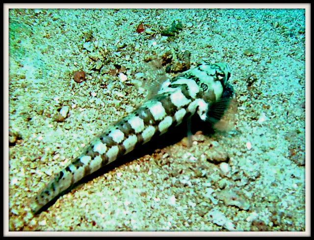 Clearfin Lizardfish. See Gerald Allen, et al, Reef Fish Identification - Tropical Pacific (2003) at page 296.