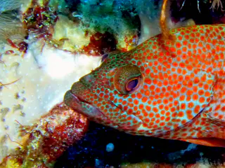 Underwater photograph by Joel Bergsma