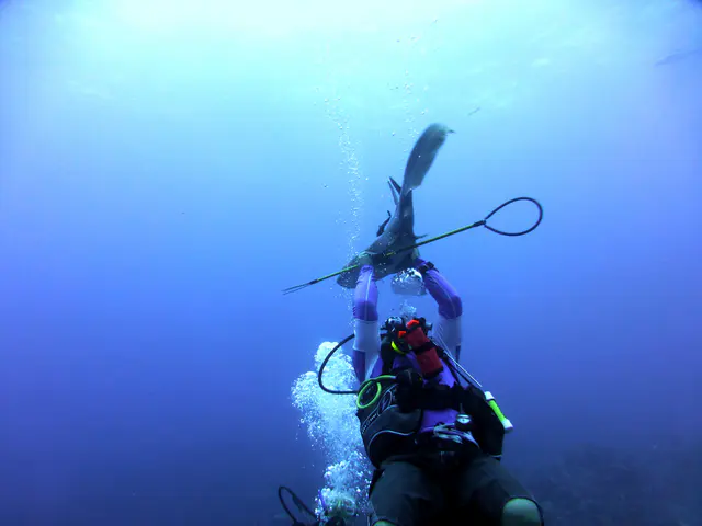 Underwater photograph by Joel Bergsma