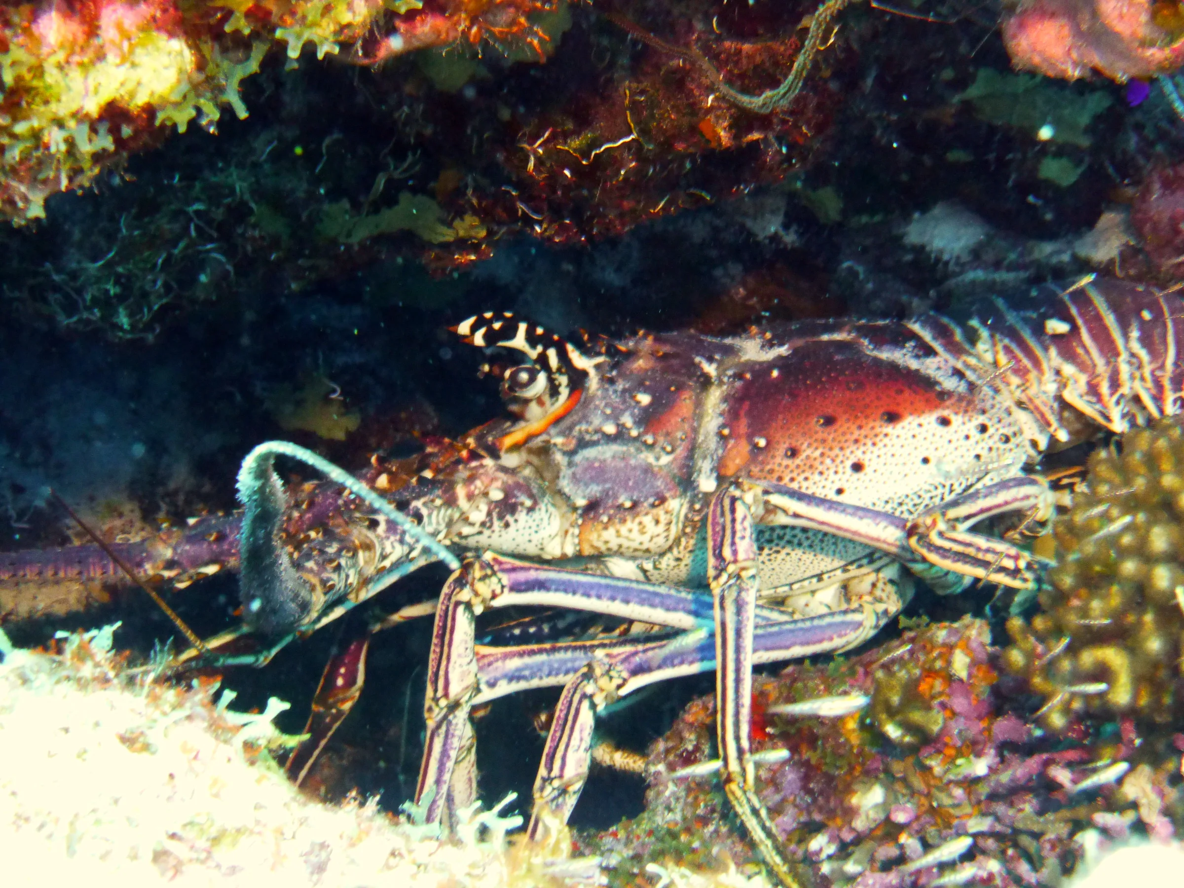 Lobster, Bonaire, 2013