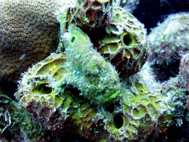 Underwater photograph by Joel Bergsma
