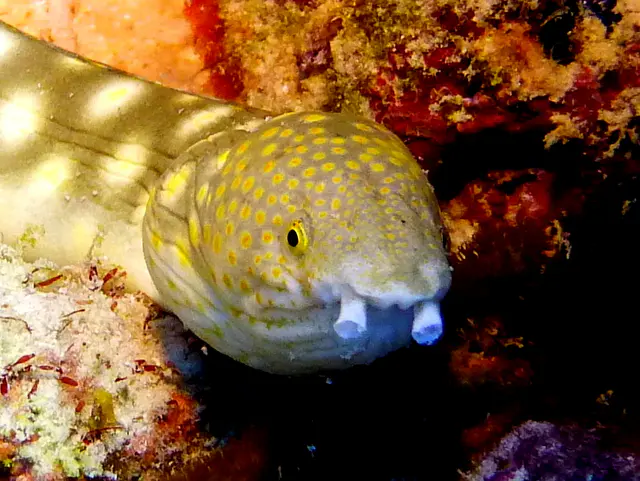 Underwater photograph by Joel Bergsma