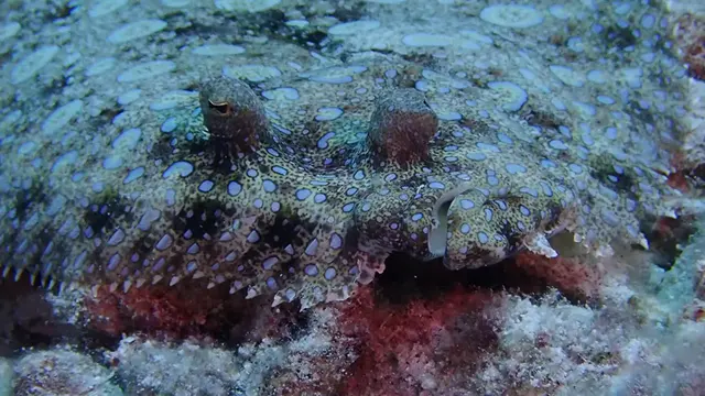 Eyes & mouth of Flounder