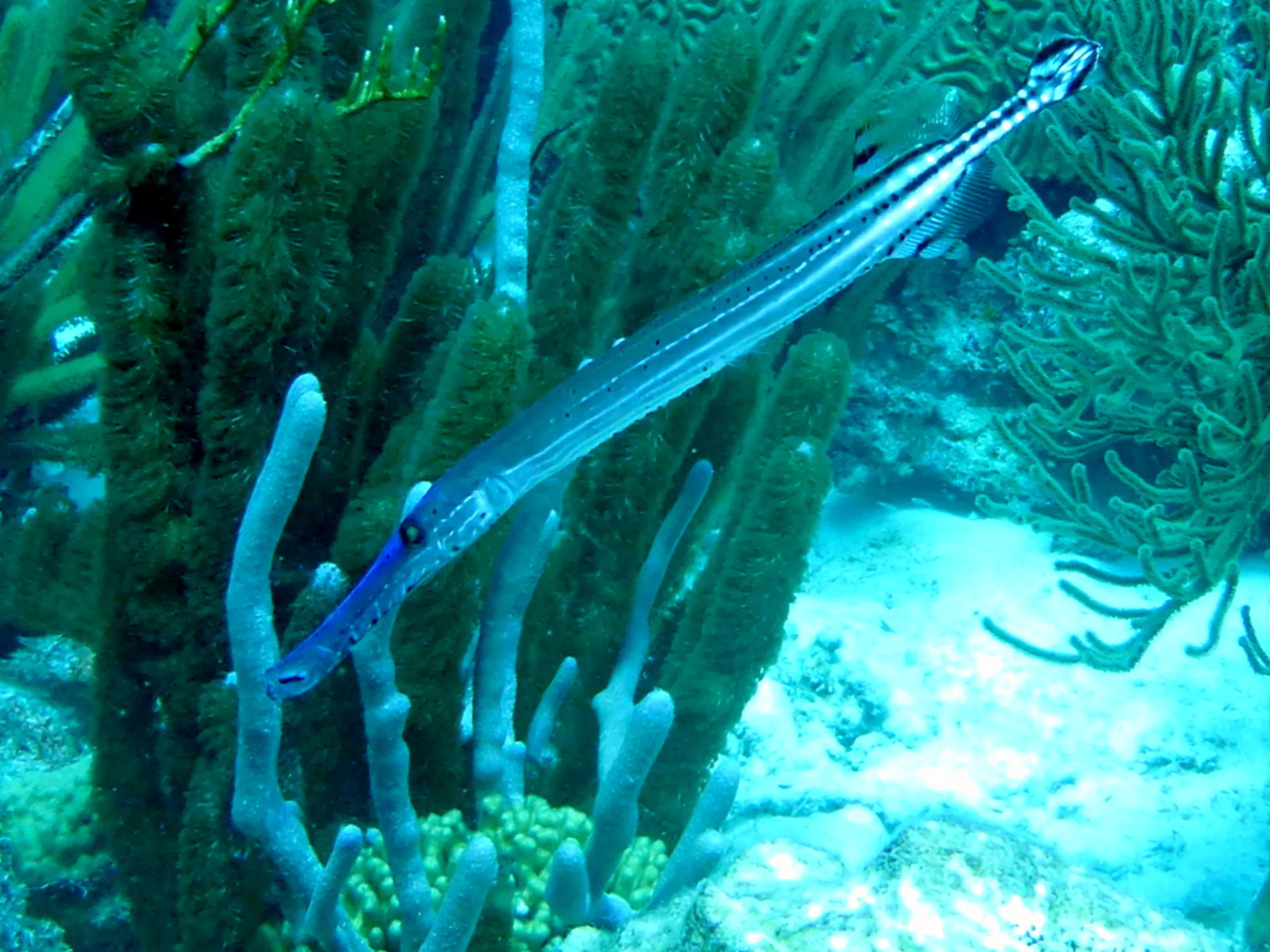Trumpetfish, Bonaire, 2013