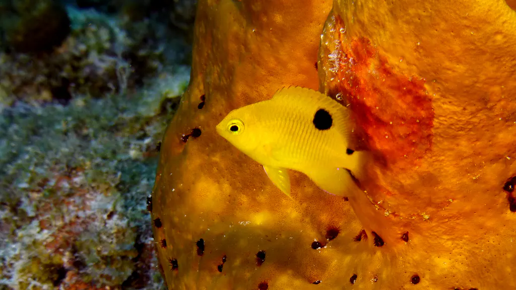 Underwater photograph by Joel Bergsma