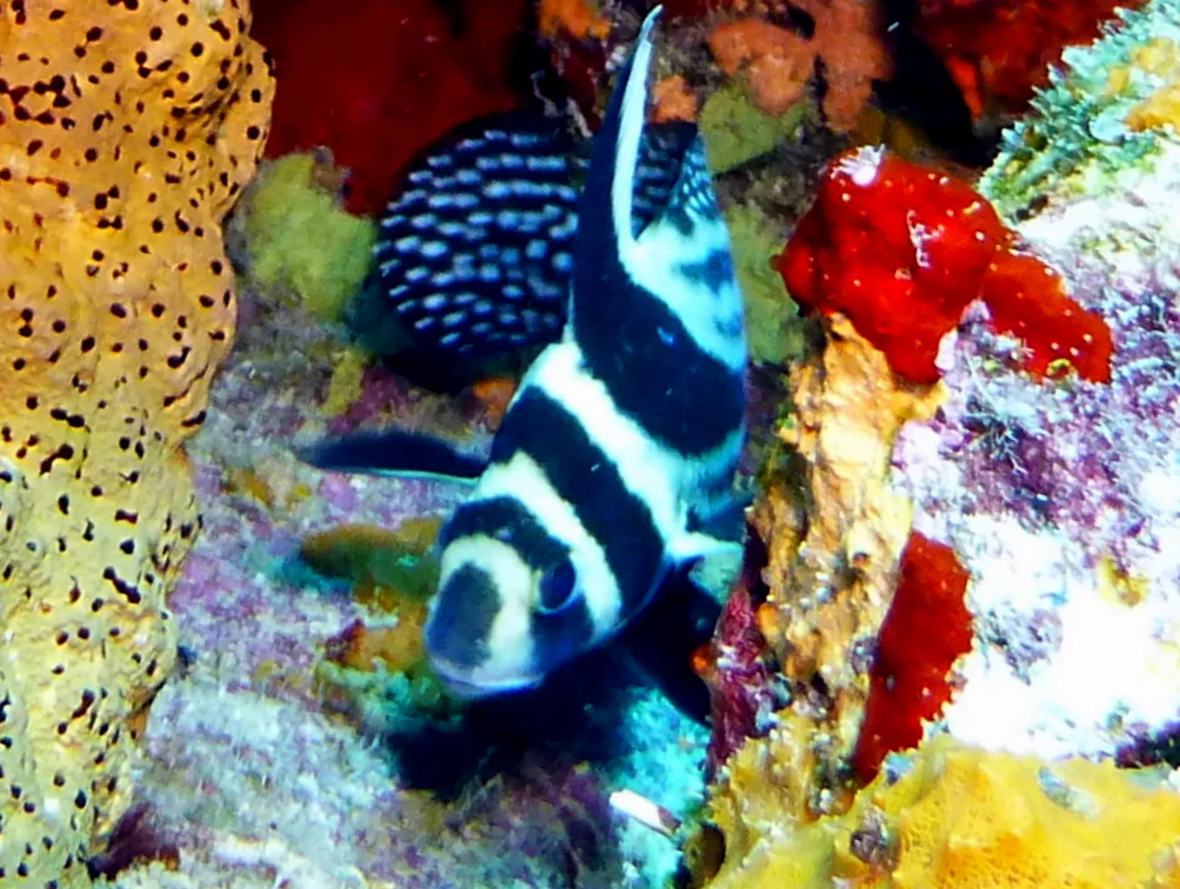 Drum Fish, Bonaire, 2013