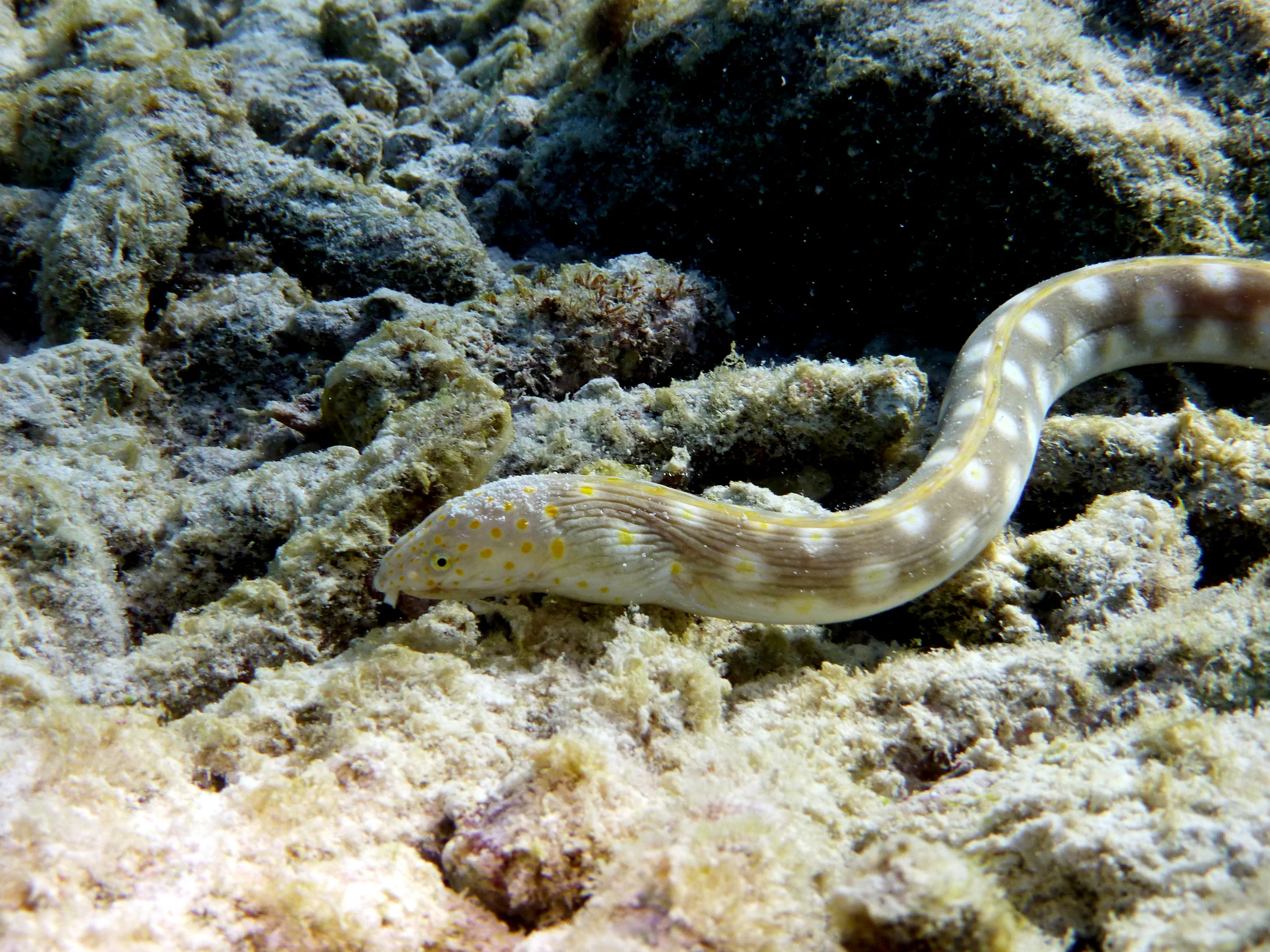 Sharptail Eel, Bonaire, 2013