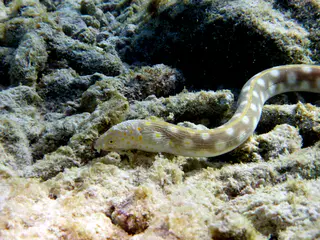 Underwater photograph by Joel Bergsma