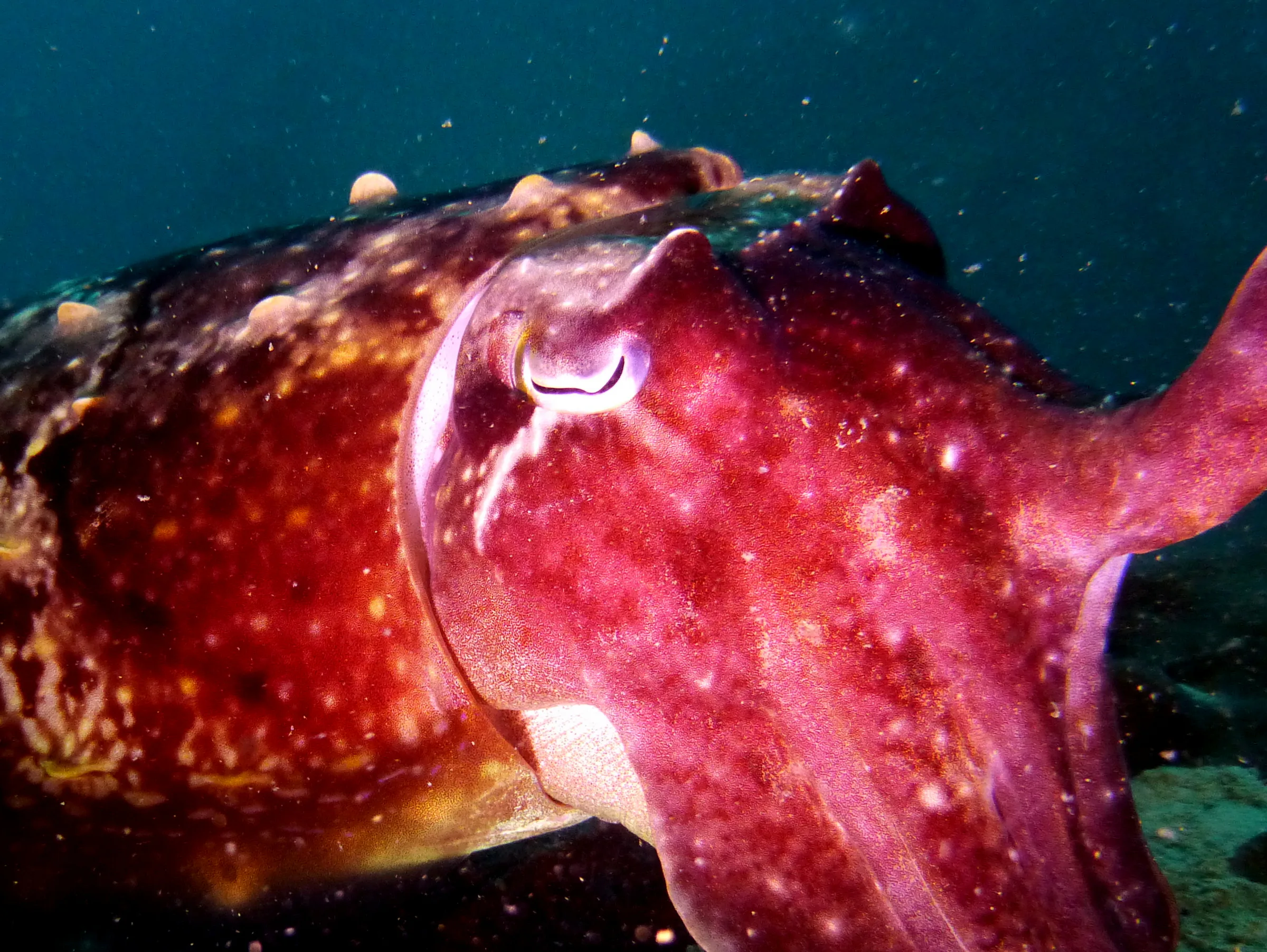 Cuttlefish, Palau, 2013