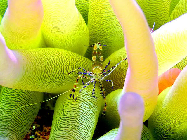 Underwater photograph by Joel Bergsma