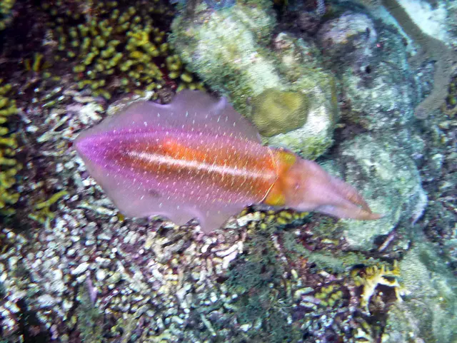 Underwater photograph by Joel Bergsma