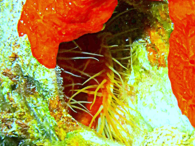 Underwater photograph by Joel Bergsma