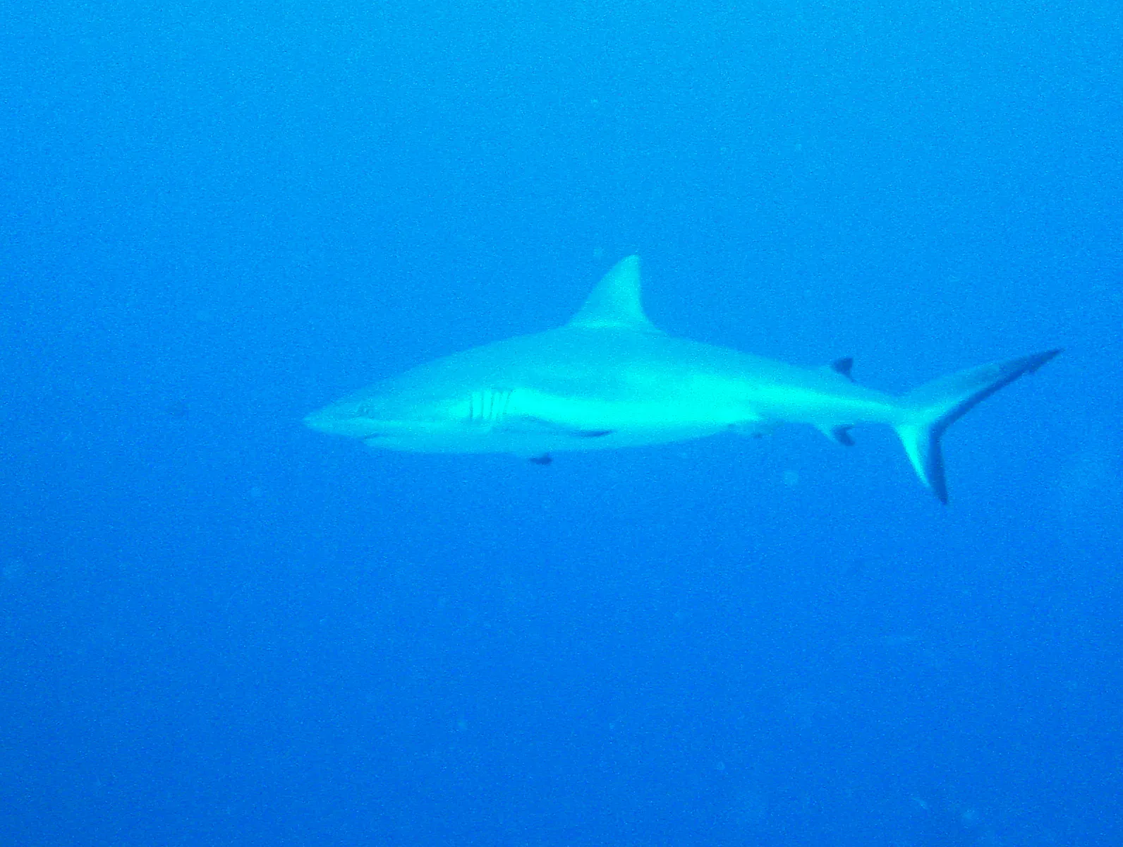 Shark