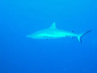 Shark